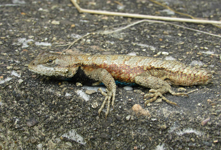 Eastern Fence Lizard